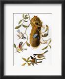 Audubon: Titmouse