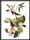 Audubon: Vireo