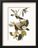 Audubon: Vireo