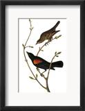 Audubon: Blackbird