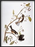 Audubon: Chickadee