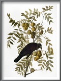 Audubon: Crow