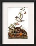 Audubon: Ovenbird