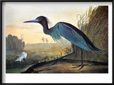 Audubon: Little Blue Heron
