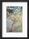 Van Gogh: Peartree  1888