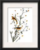 Audubon: Warbler  1827-38
