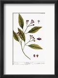 Cloves  1735