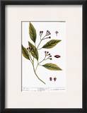Cloves  1735