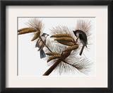 Audubon: Titmouse