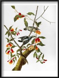 Audubon: Woodpecker  1827