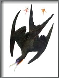 Audubon: Frigatebird