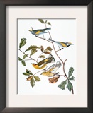 Audubon: Warbler