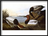 Audubon: Canvasback  1827