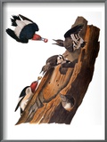 Audubon: Woodpecker