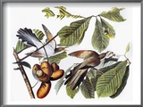 Yellow-Billed Cuckoo
