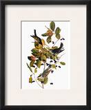Audubon: Warbler