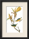 Audubon: Warbler