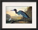 Audubon: Little Blue Heron