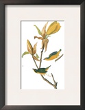 Audubon: Warbler