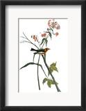 Audubon: Warbler  1827-38