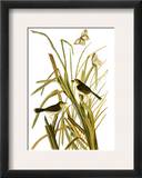 Audubon: Sparrow  1827