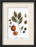 Nutmeg  1735