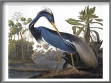 Audubon: Heron  1827