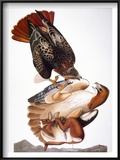Audubon: Red-Tailed Hawk