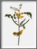 Audubon: Warbler  1827-38
