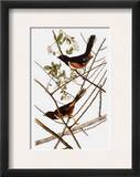 Audubon: Towhee