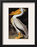 Audubon: Pelican
