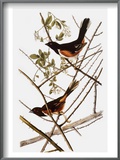 Audubon: Towhee