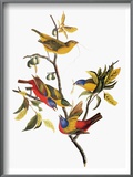 Audubon: Sparrows