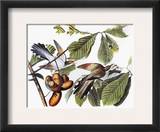 Yellow-Billed Cuckoo