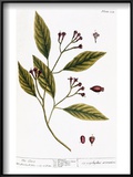 Cloves  1735
