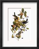 Audubon: Warbler