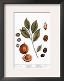 Nutmeg  1735