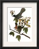 Audubon: Catbird  1827-38