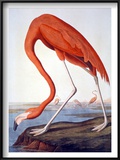 American Flamingo
