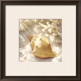 Coral Shell IV