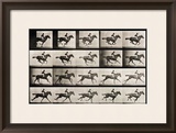 Jockey on a Galloping Horse  Plate 627 from "Animal Locomotion " 1887