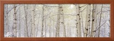 Autumn Aspens with Snow  Colorado  USA