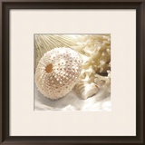 Coral Shell I