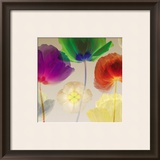 Poppy Panorama I