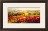 Red Poppy Panorama