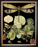 Whimsical Dragonfly on Black II