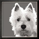West Highland Terrier