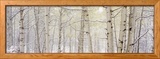 Autumn Aspens with Snow  Colorado  USA