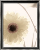 Gerbera Shimmer II
