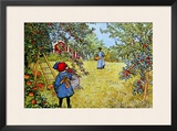 The Apple Harvest